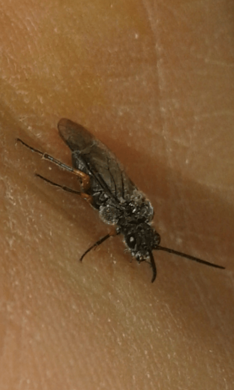 Tenthredinidae : Dolerus gonager? no, Dolerus puncticollis